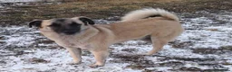 Mixed Breed dogs for adoption: Rodney - Norwich Norfolk  - Advert 12