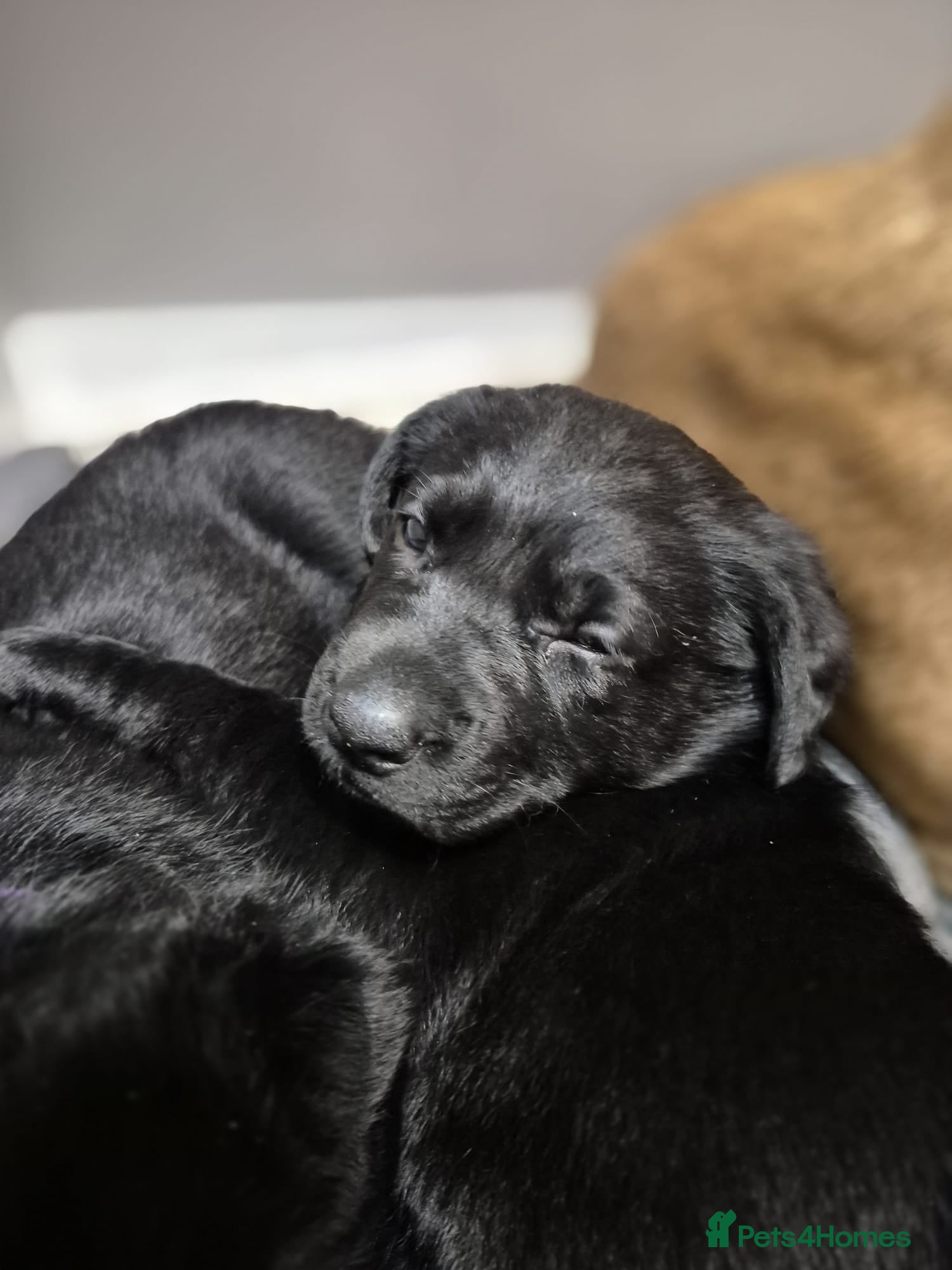 Sheprador dogs Sheprador puppies - Advert 2