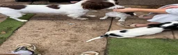 English Springer Spaniel dogs for sale: Engilish springer spaniel puppies  - Advert 36