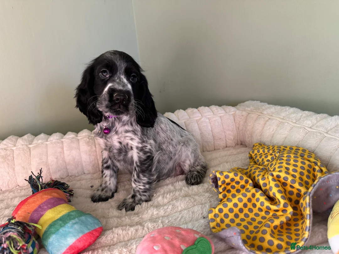 Cocker Spaniel dogs for sale: KC Registered Show Type Cocker Spaniels - Advert 7