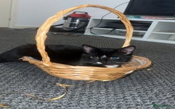 British Shorthair cats for sale: Adorable Cat Duo Looking for a Loving Home - Image 12
