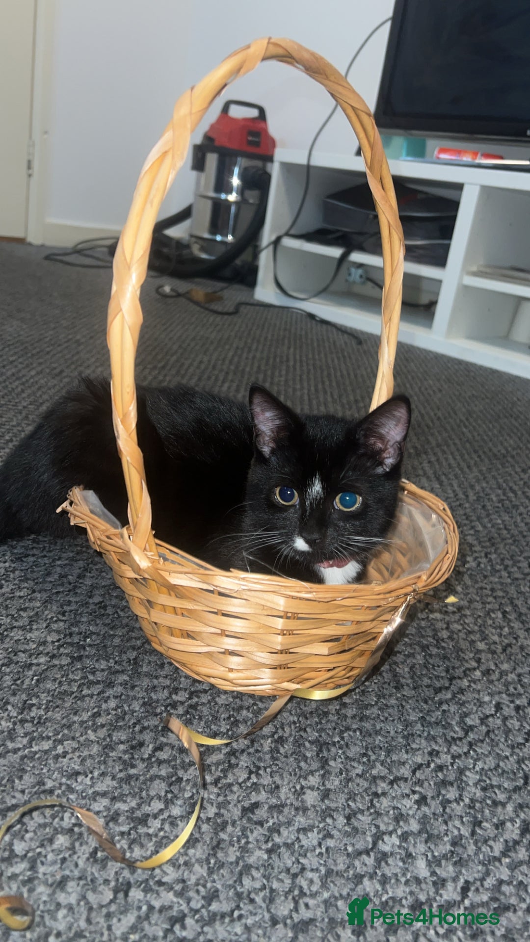 British Shorthair cats for sale: Adorable Cat Duo Looking for a Loving Home - Image 12