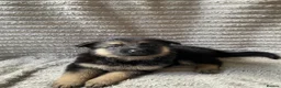 German Shepherd dogs for sale: German Shepherd Puppies - Advert 9