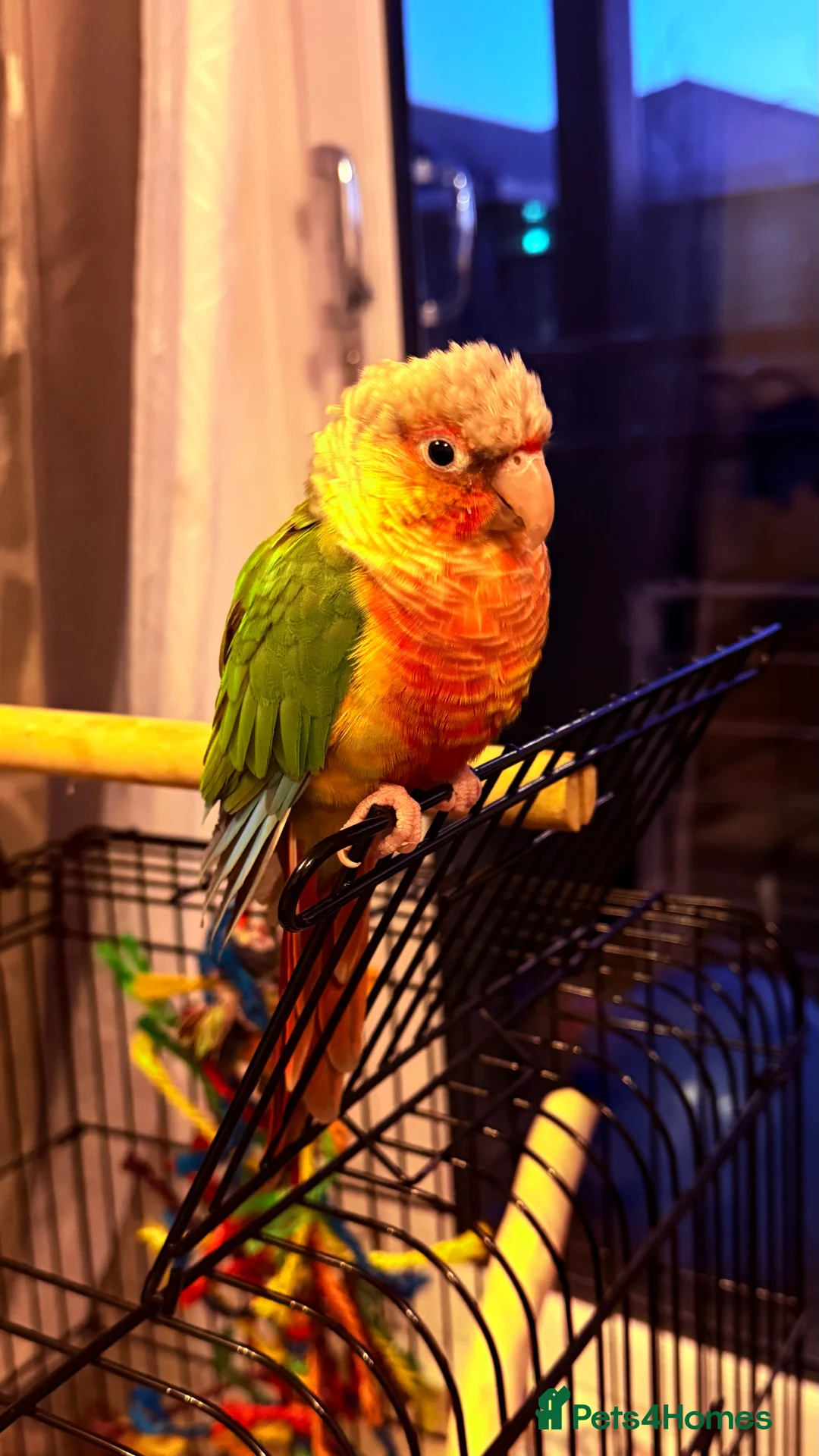 Conures birds for sale: 3 year old Conure - Advert 2