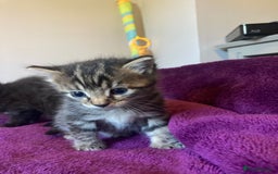 Mixed Breed cats for sale: Beautiful family friendly kittens - Image 2