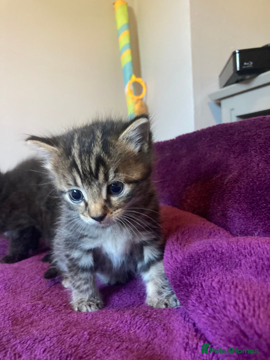 Mixed Breed cats for sale: Beautiful family friendly kittens - Image 2