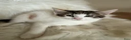 Maine Coon cats for sale: 🐾 Five Beautiful Maine Coon Cross Kittens - Advert 10