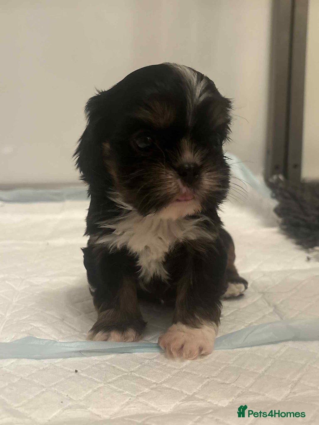 Cava Tzu dogs for sale: Absolutely amazing bundle of cuteness cava - shih - Advert 13
