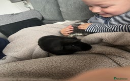 Guinea Pig rodents for sale: 2 Boy guinea pigs - Image 6