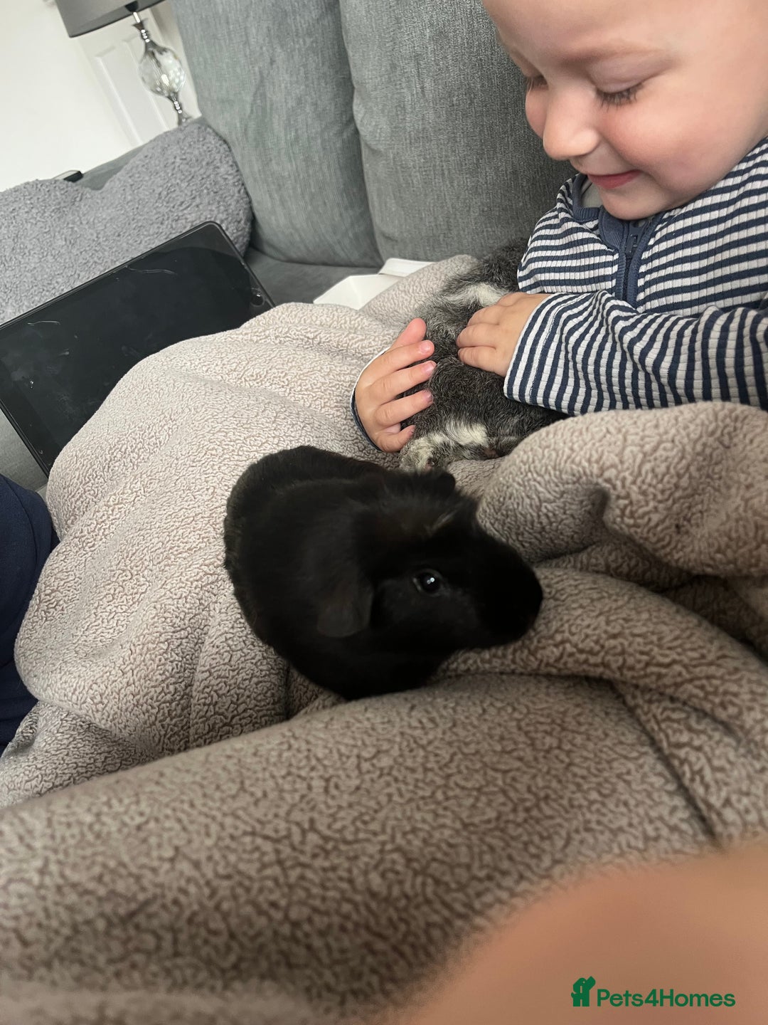 Guinea Pig rodents for sale: 2 Boy guinea pigs - Image 6