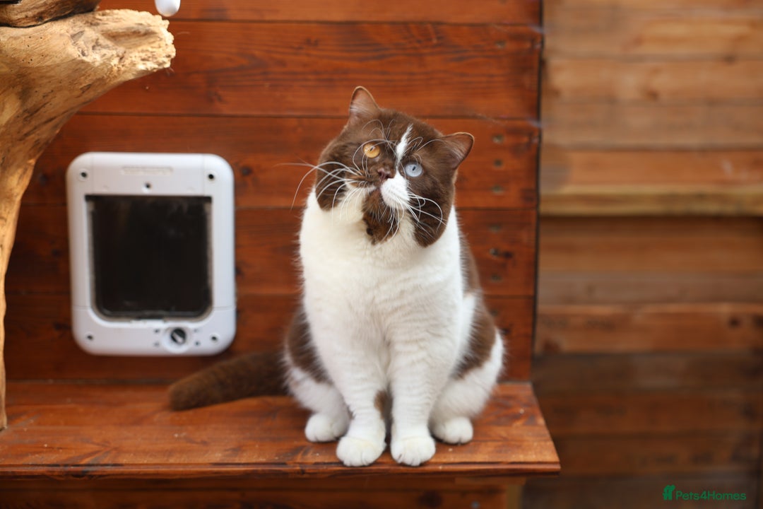 British Shorthair cats for sale: TICA, Exceptional line, BSH and BLH kittens🐾 - Advert 10