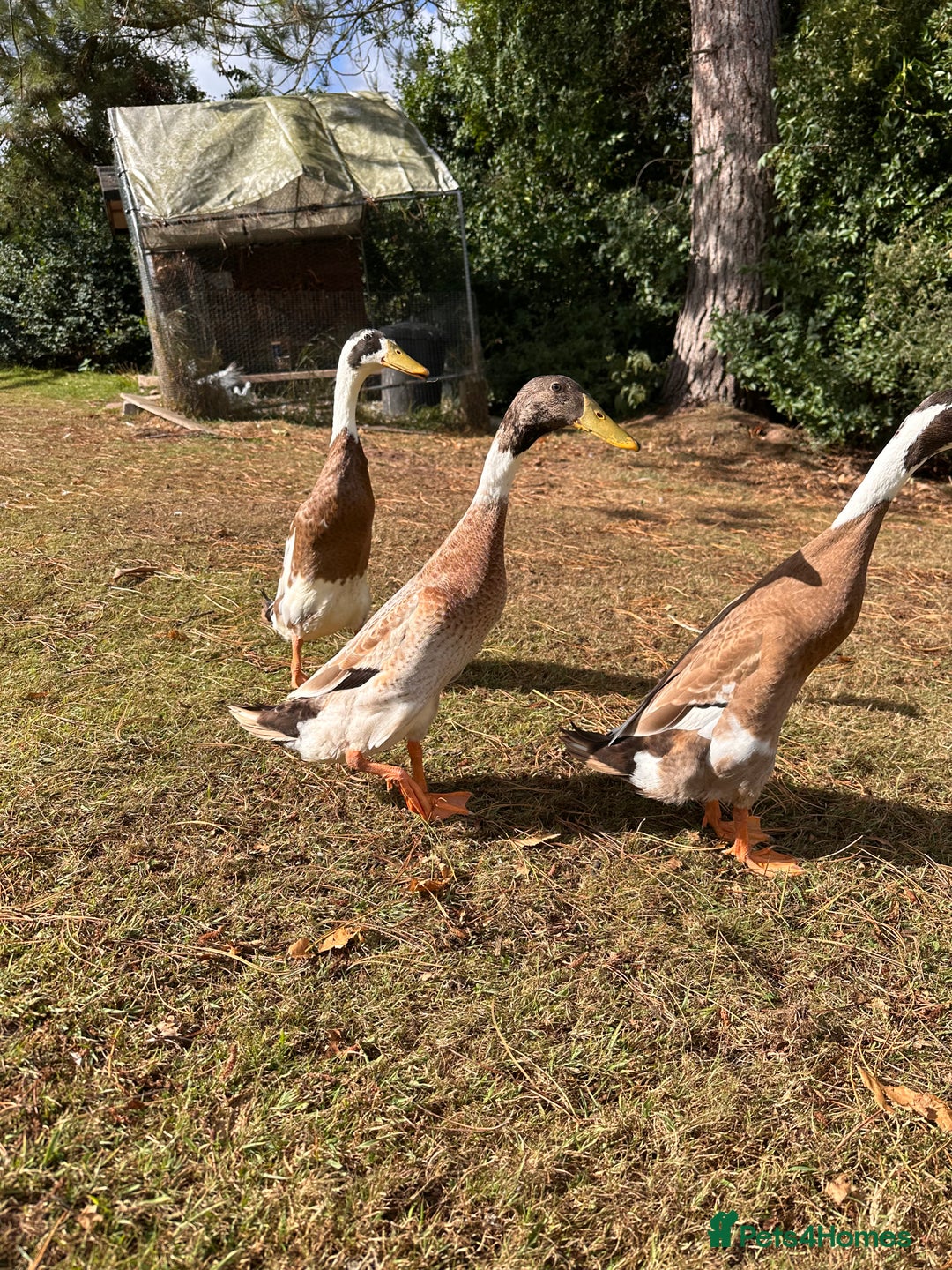 Waterfowl poultry for sale: Fawn and white Indian runner drakes - Image 2
