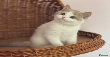 British Shorthair cats - Advert 10