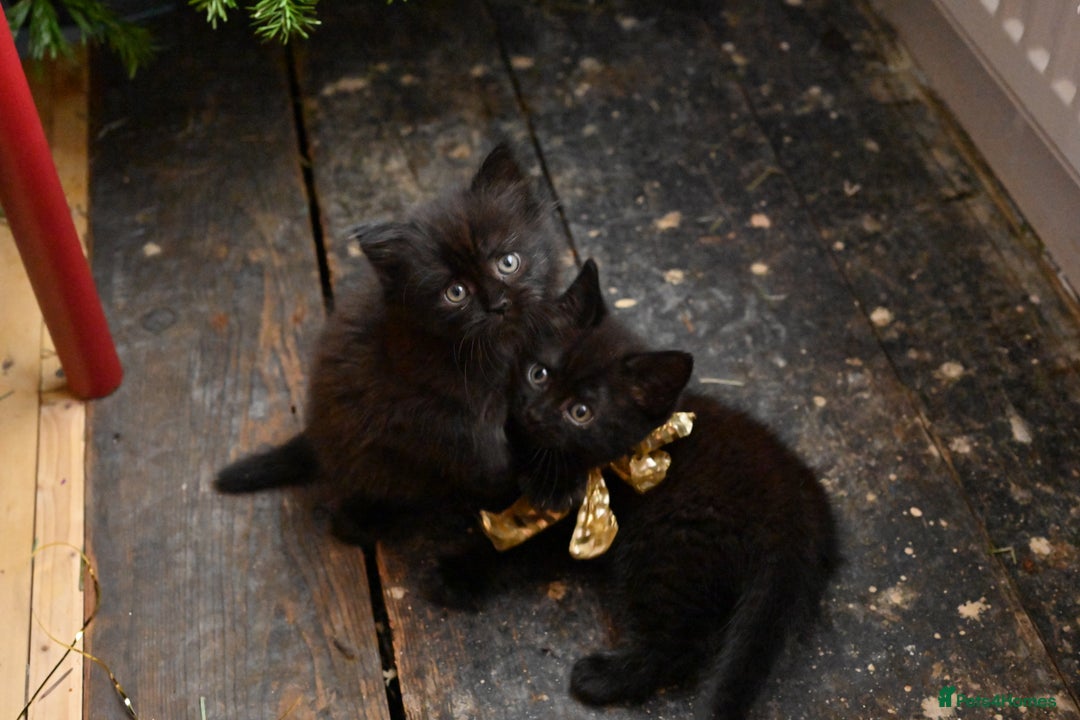 British Shorthair cats for sale: British Shorthair x Persian Kittens Available Now! - Advert 23