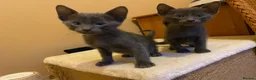 Suffolk cats for sale: Suffolk Blue Female Kittens - Advert 2