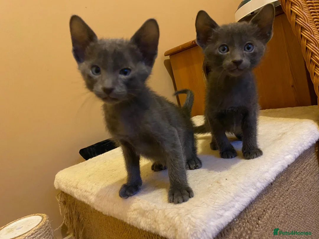 Suffolk cats for sale: Suffolk Blue Female Kittens - Advert 2