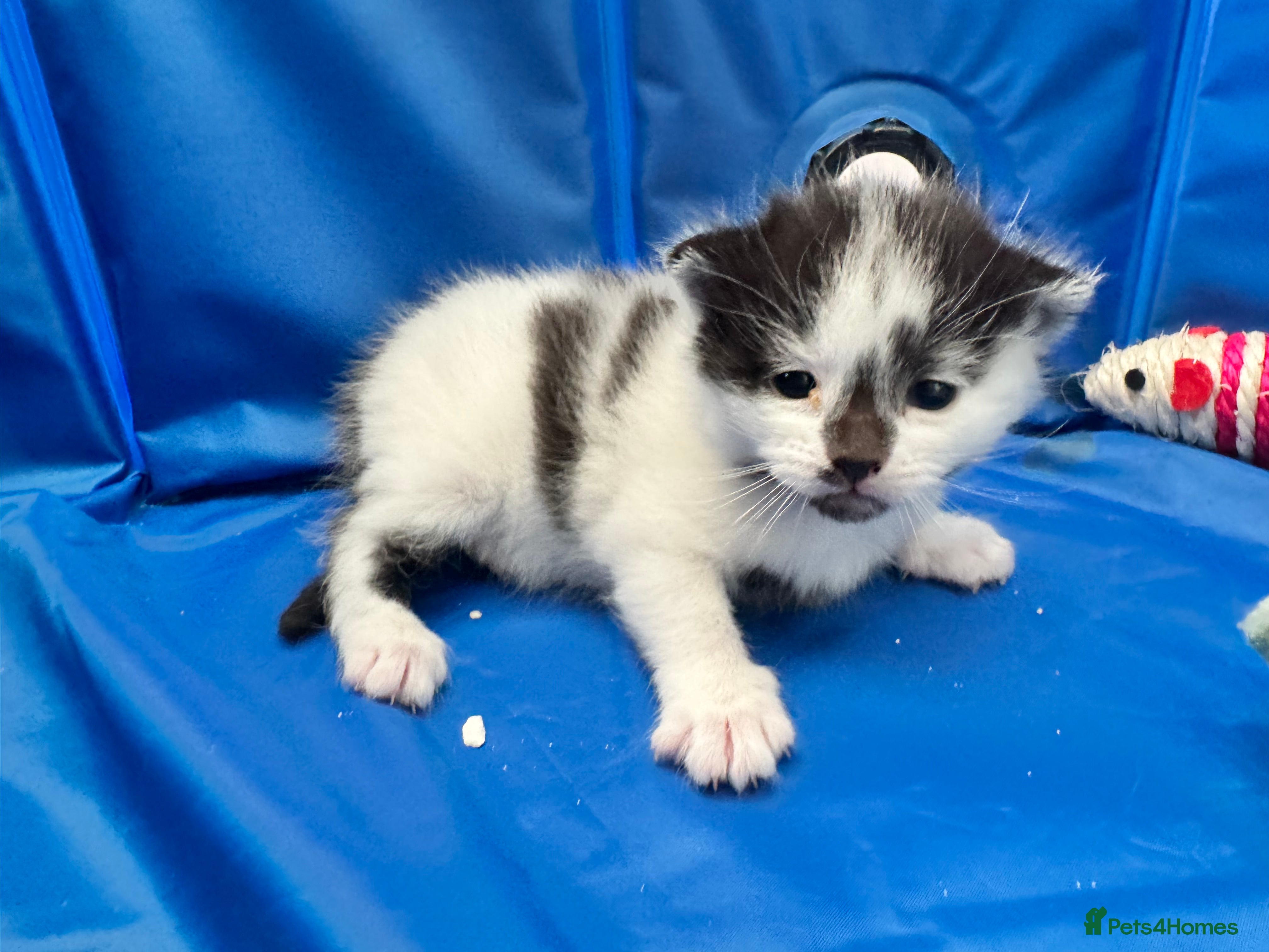 Siamese cats Siamese stunners  - Advert 2