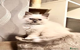 Ragdoll cats for sale: traditional Mitted ragdoll’s - Advert 10