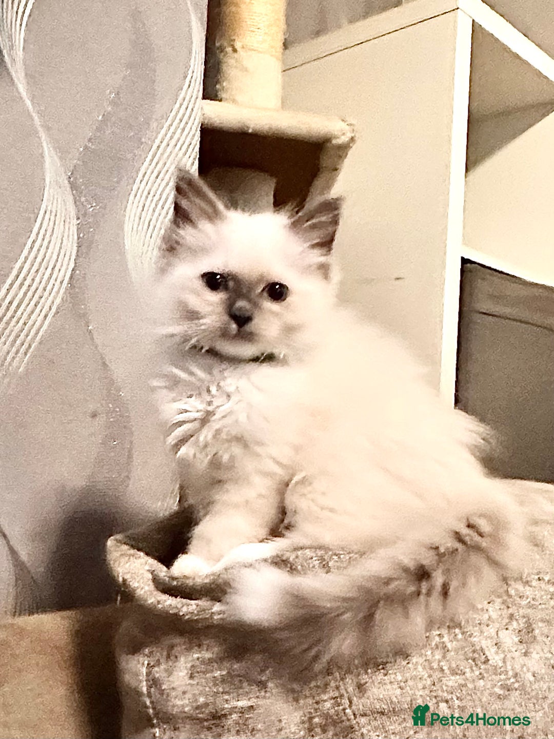 Ragdoll cats for sale: traditional Mitted ragdoll’s - Advert 10