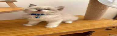 Ragdoll 4