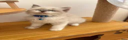Ragdoll cats for sale: Beautiful Ragdoll cat - Advert 15