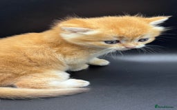 British Shorthair cats for sale: GCCF BSH GOLDEN BLACK TIPPED NY12 KITTENS - Image 19
