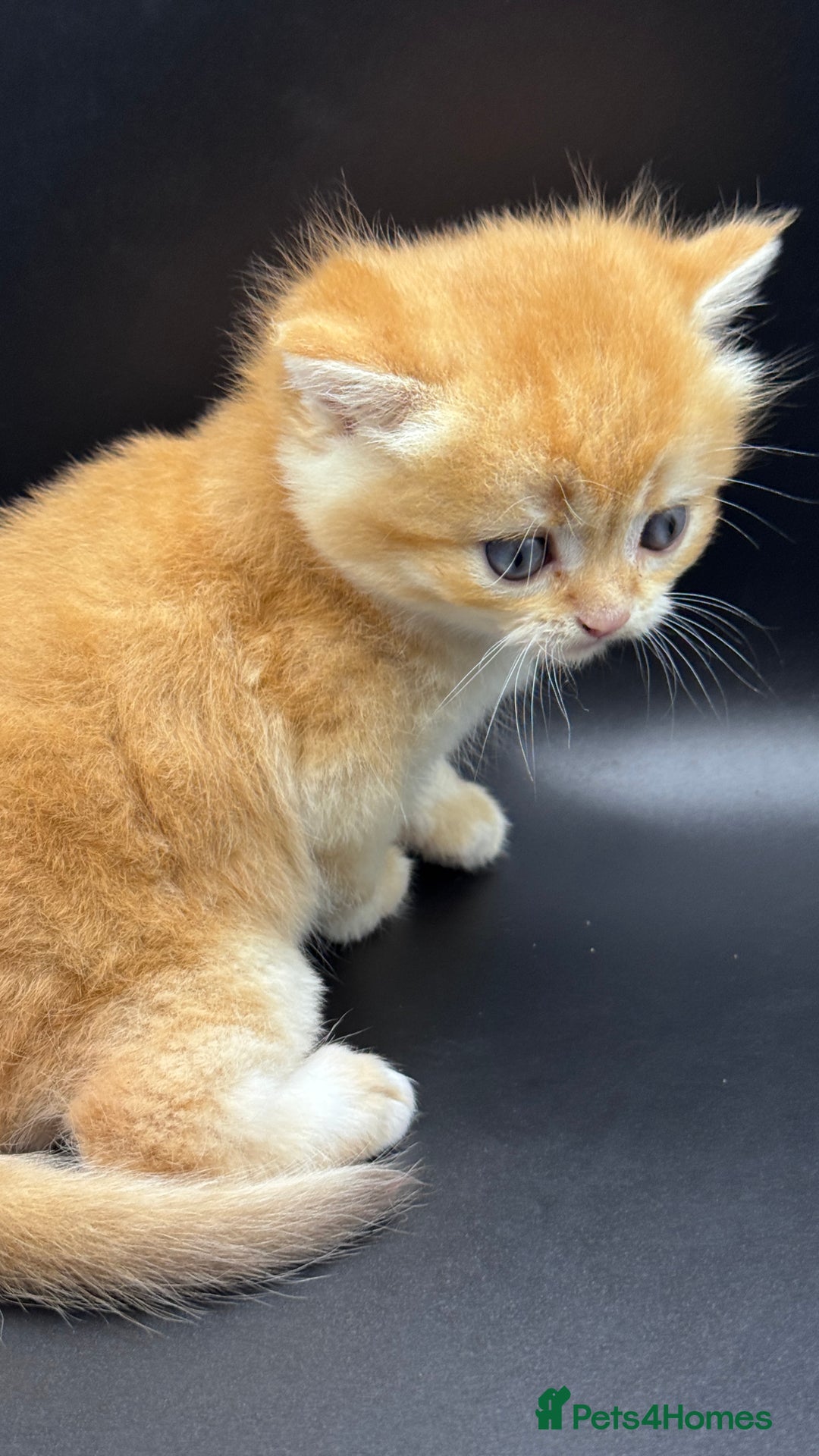 British Shorthair cats for sale: GCCF BSH GOLDEN BLACK TIPPED NY12 KITTENS - Image 19