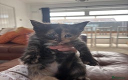 Maine Coon cats for sale: Half main coon kittens  - Image 27