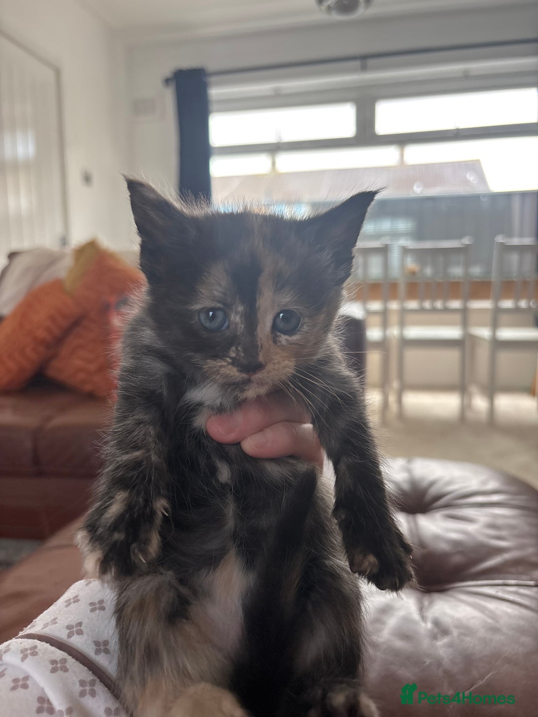 Maine Coon cats for sale: Half main coon kittens  - Image 27