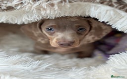 Miniature Dachshund dogs for sale: Stunning Isabella miniature dachshund - Image 1