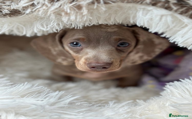 Miniature Dachshund dogs - Advert 1