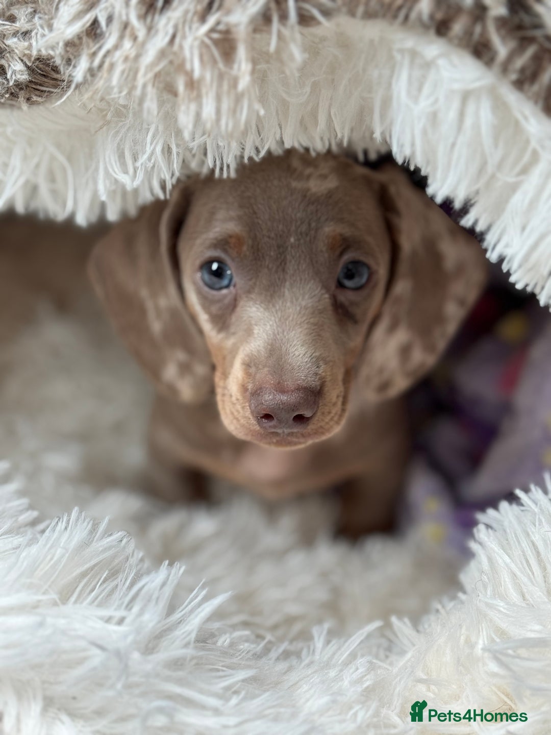 Miniature Dachshund dogs for sale: Stunning Isabella miniature dachshund - Image 1