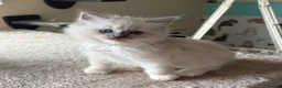 Ragdoll cats for sale: 🐾 last little girl 🐾 ready now 🐾 - Advert 16