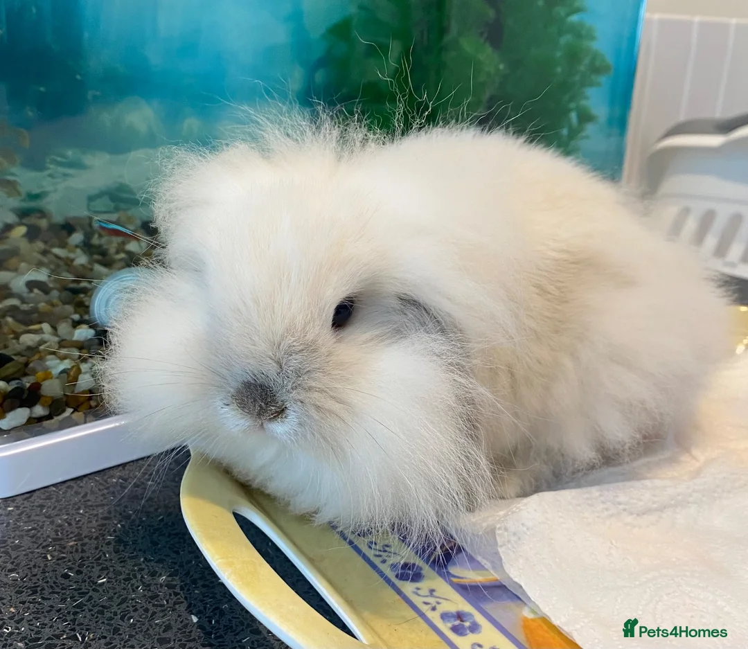 Mini Lop rabbits for sale: Beautiful fawn mini lop. - Advert 3