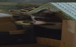 Mixed Breed cats for sale: Fluffy loving boy for rehome - Image 2