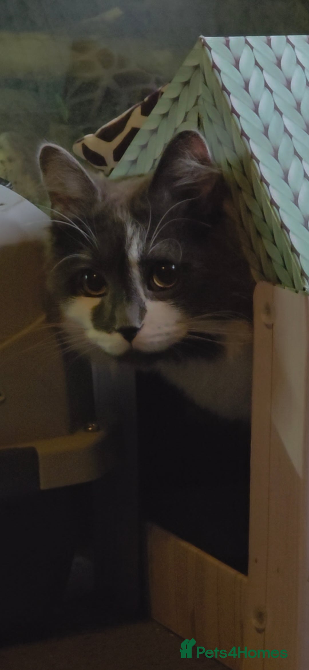 Mixed Breed cats for sale: Fluffy loving boy for rehome - Image 2