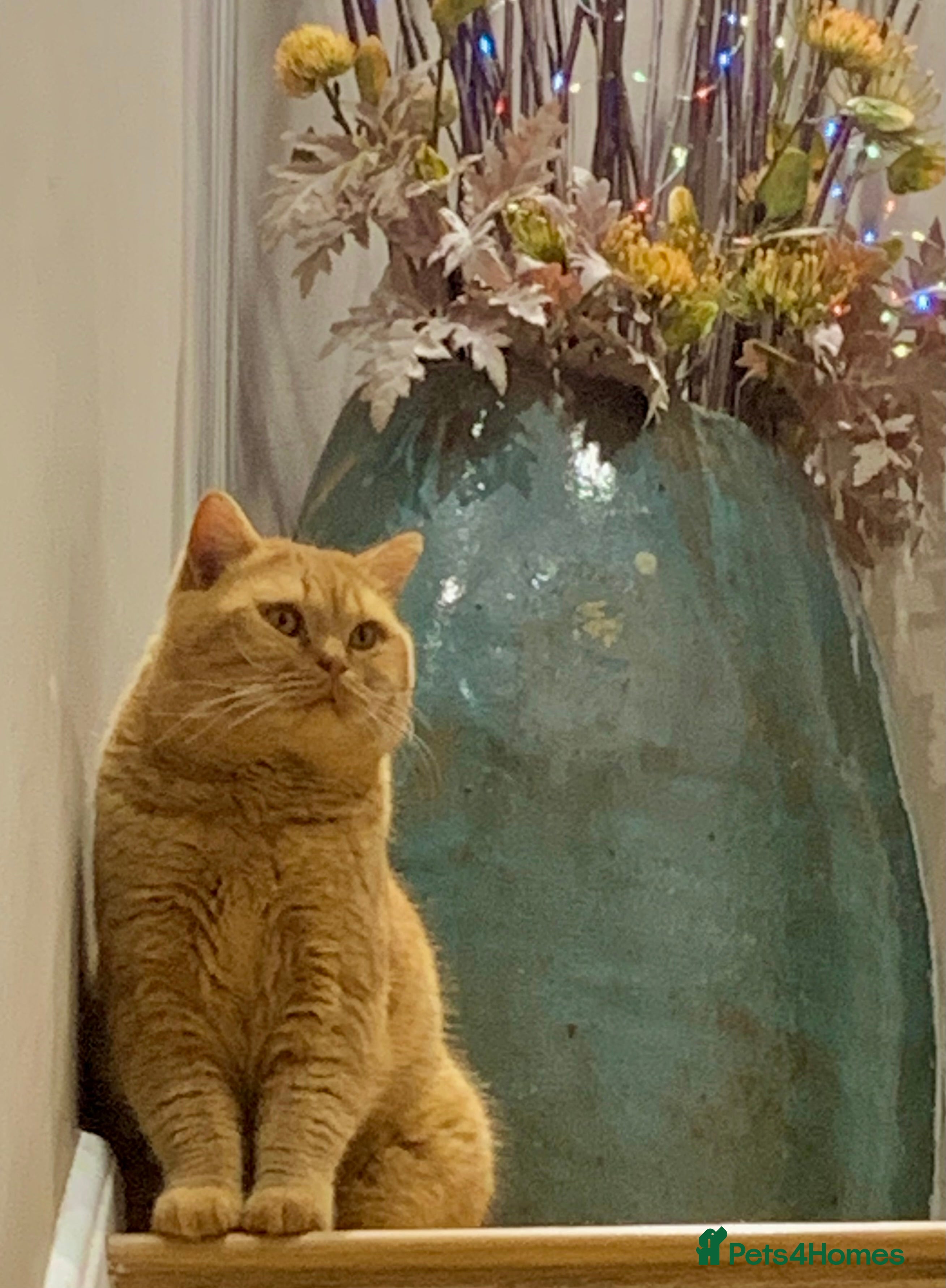 British Shorthair cats 🐾Red and White(Odd Eye) Boys for stud only🐾 - Advert 12