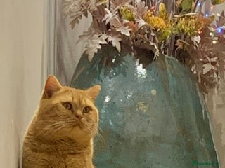 British Shorthair cats 🐾Red and White(Odd Eye) Boys for stud only🐾 - Advert 3