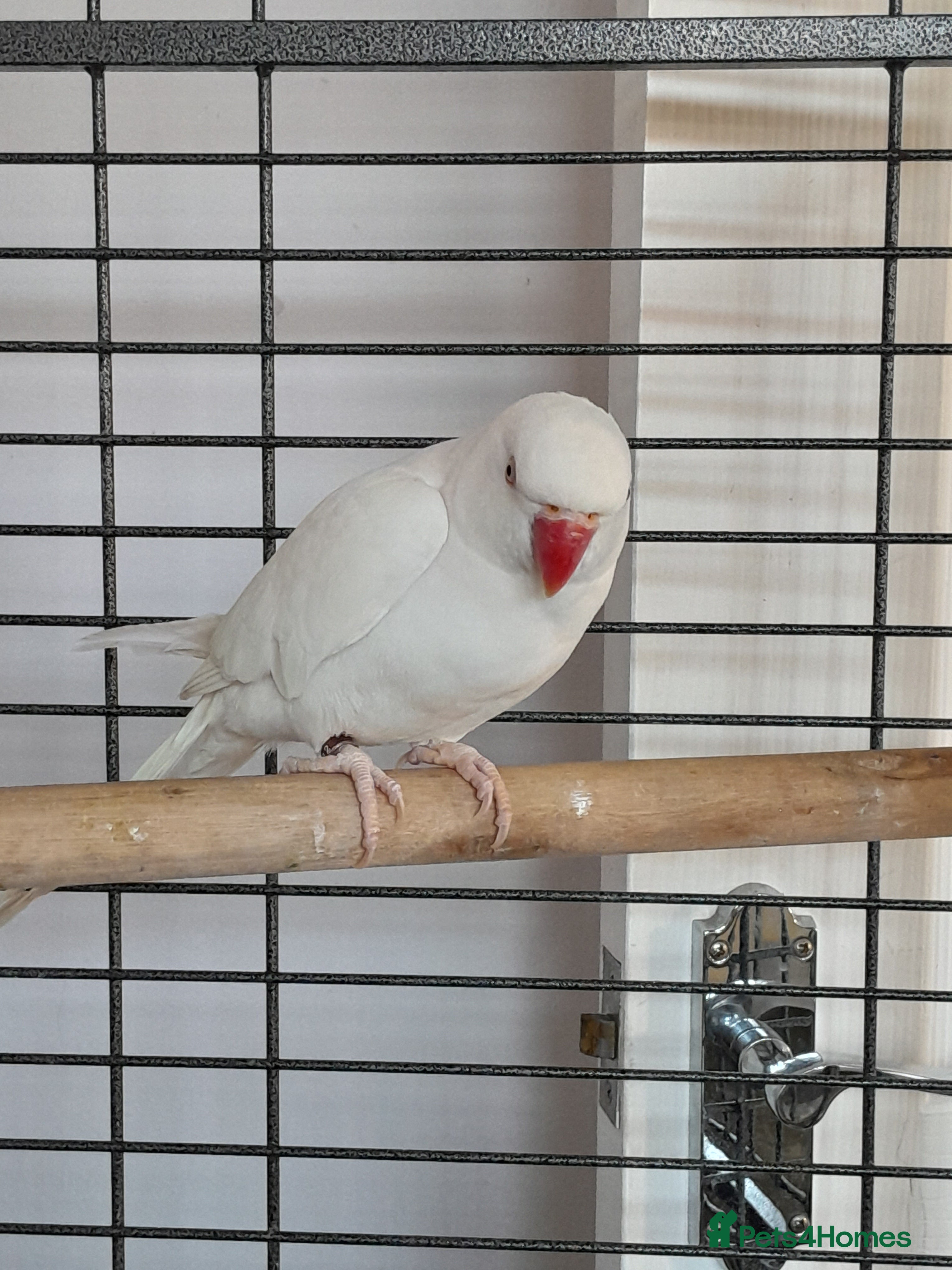 Ringnecks birds Ring neck  - Advert 6