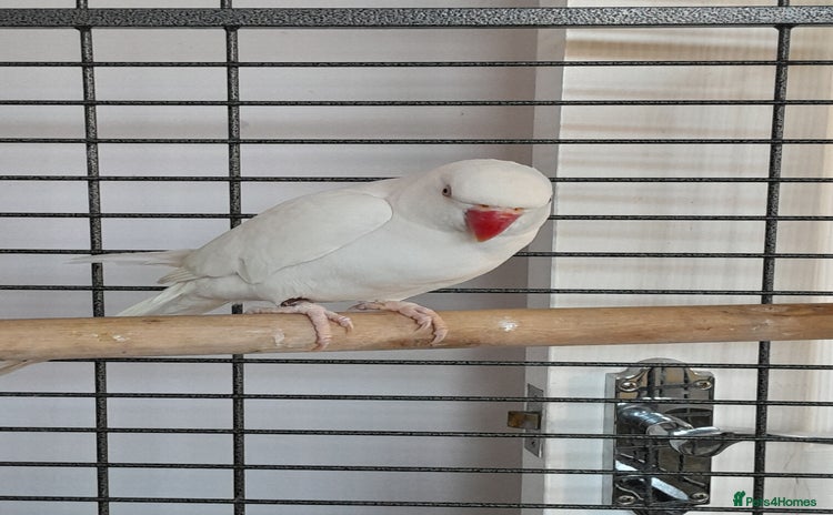 Ringnecks birds Ring neck  - Advert 5