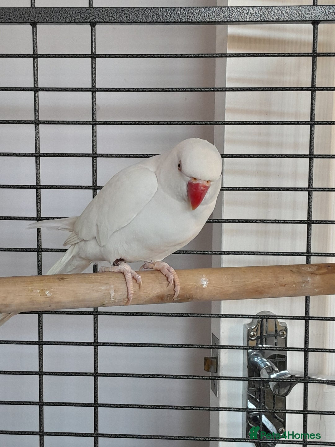 Ringnecks birds for sale: Ring neck  - Advert 1