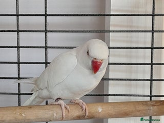 Ringnecks birds Ring neck - Advert 1