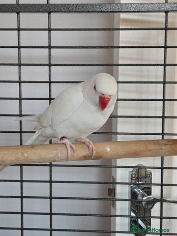 Ringnecks birds Ring neck - Advert 2