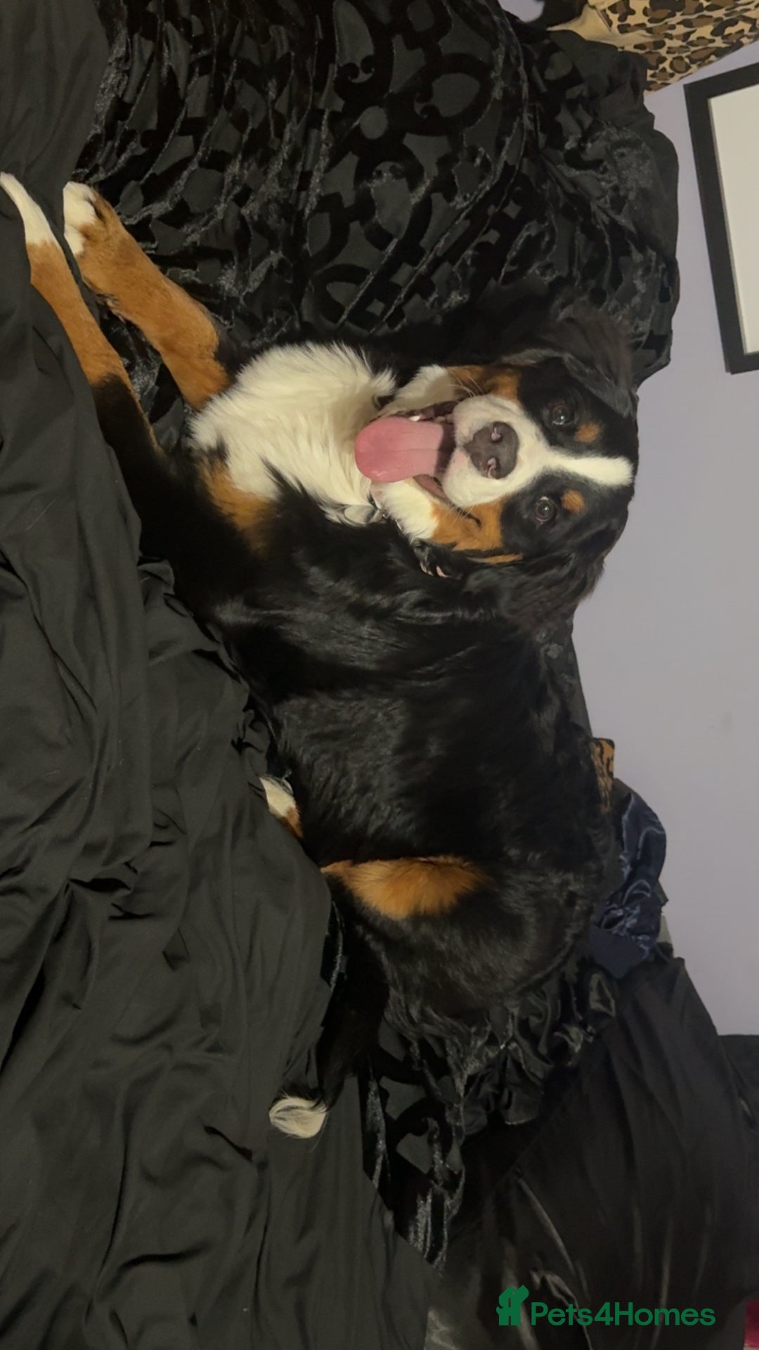Bernese Mountain Dog dogs for sale: Bernese Mountain dog Puppy – Looking for Home - Advert 4