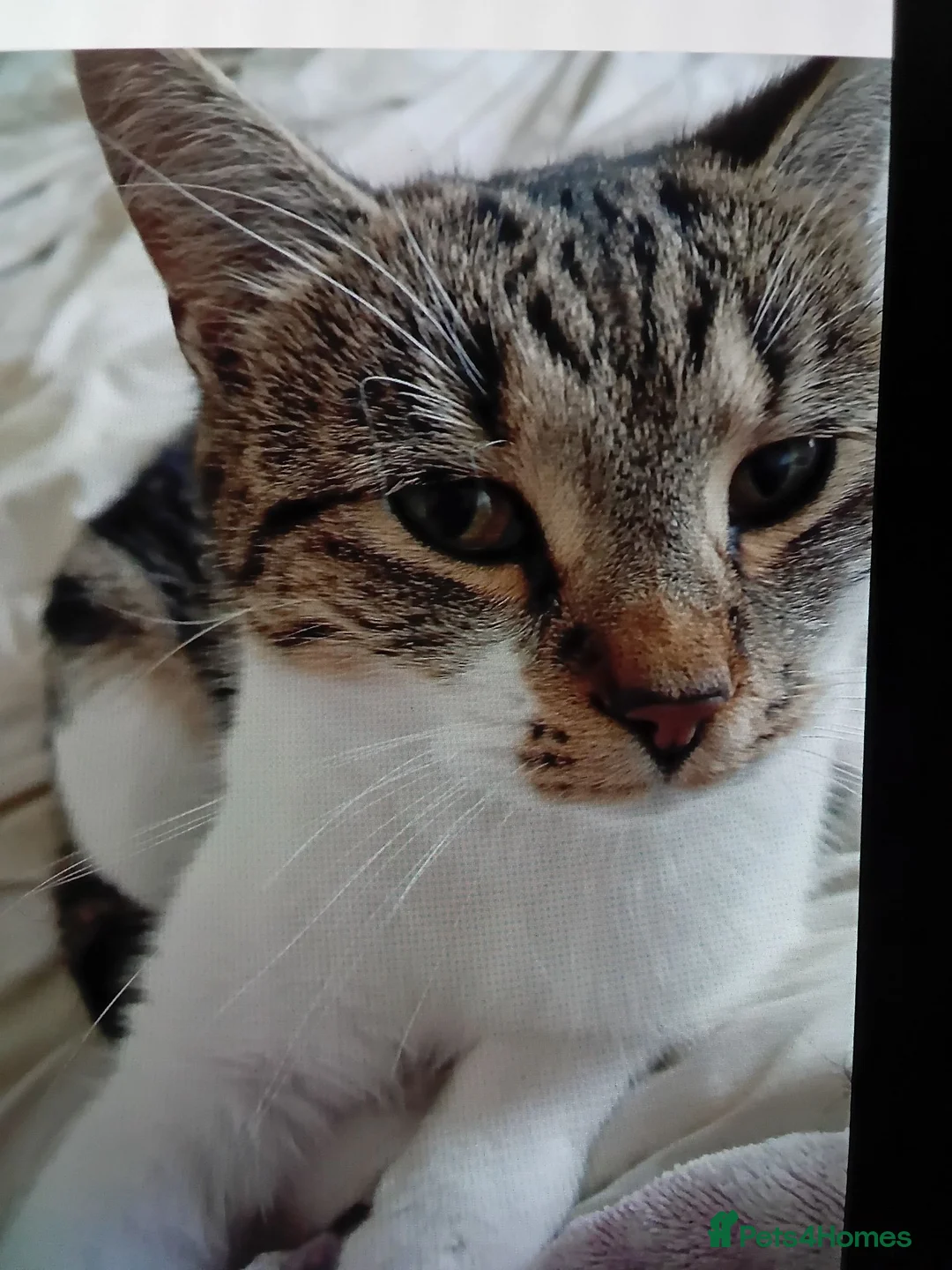 Mixed Breed cats for sale: Kittens 4 sale - Advert 8