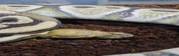 Python Snake reptiles for sale: Desert ghost het clown male proven breeder  - Advert 4