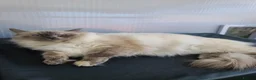 Ragdoll cats for sale: Pusia, Zorro, Kojak - Advert 1