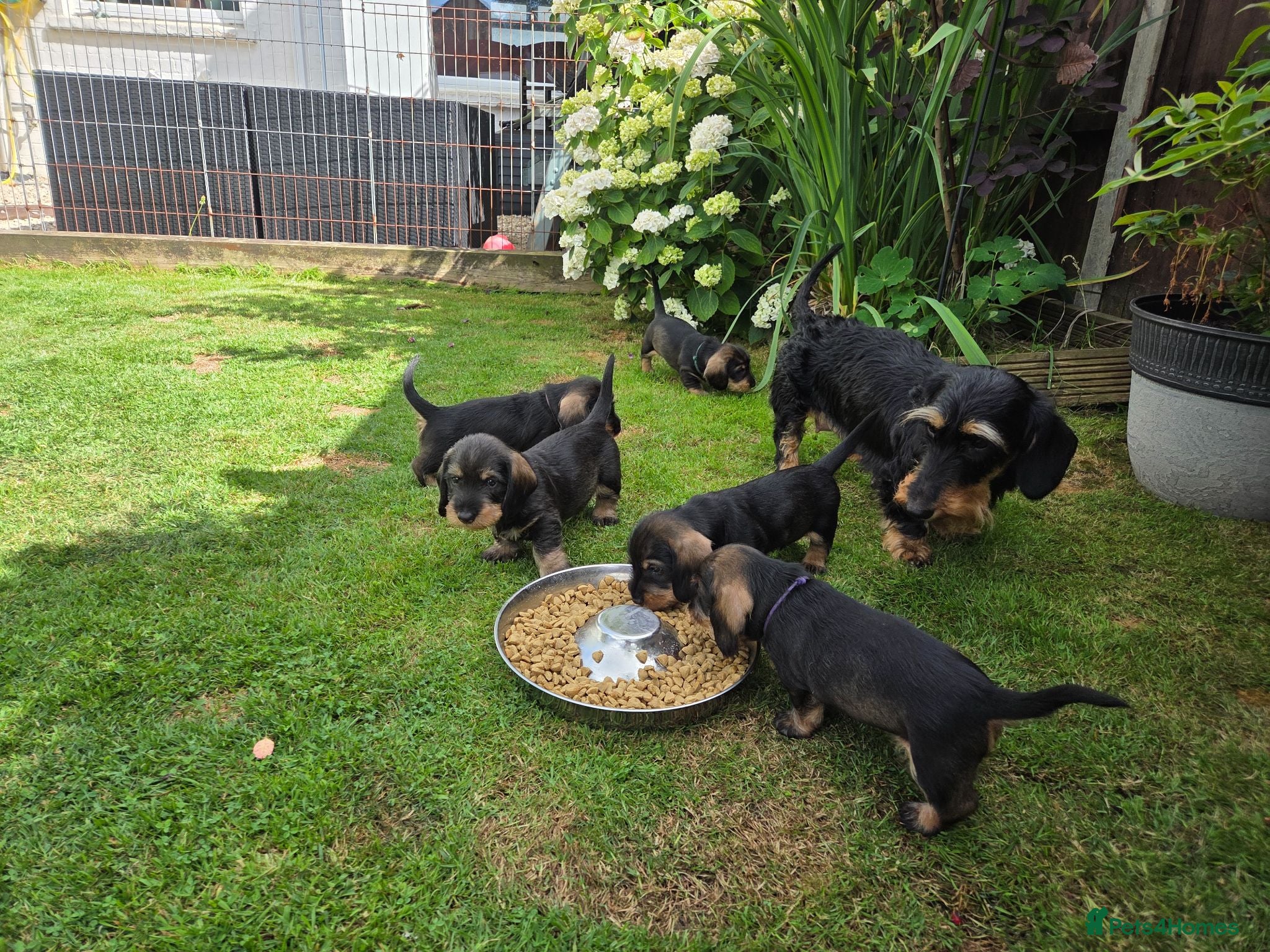 Dachshund dogs KC Fully health tested Wirehaired Dachshunds - Advert 11