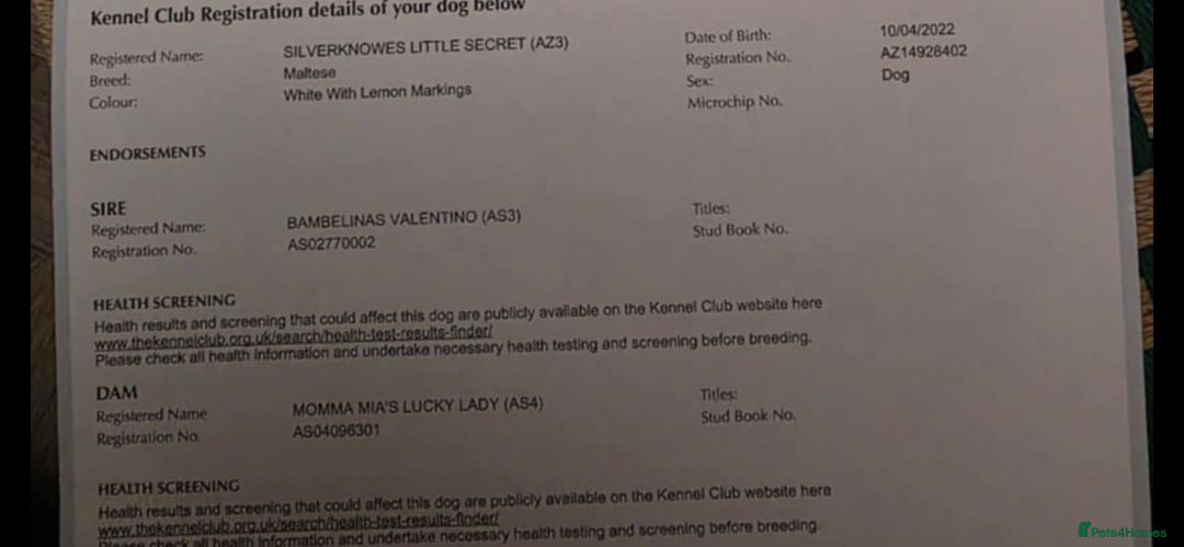 Maltese dogs for sale: Long awaited Maltese Kc puppies  - Advert 4