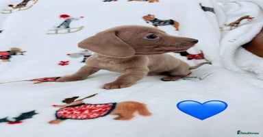 Miniature Dachshund dogs Beautiful Mini Dachshunds Pups 5 Star ⭐ Licensed - Advert 7